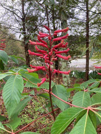 Red Buckeye (Aesculus pavia)